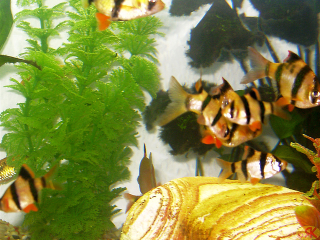 2003-04-01 11 akvario