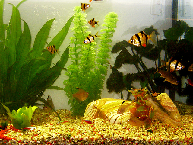 2003-04-01 10 akvario