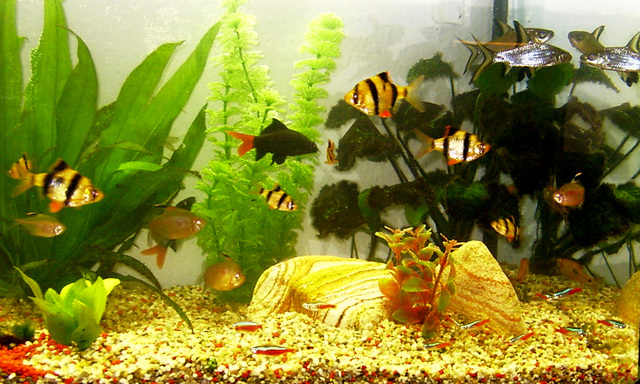 2003-04-01 09 akvario