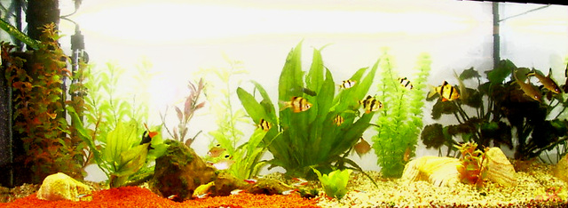 2003-04-01 16 akvario
