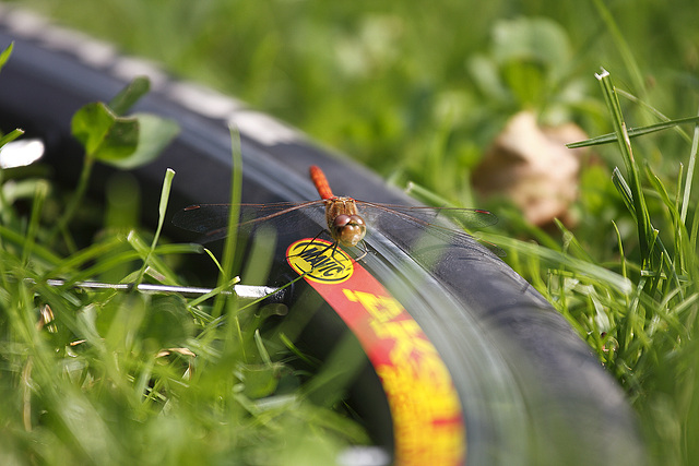 Geschwindigkeit macht Pause / Speed Break