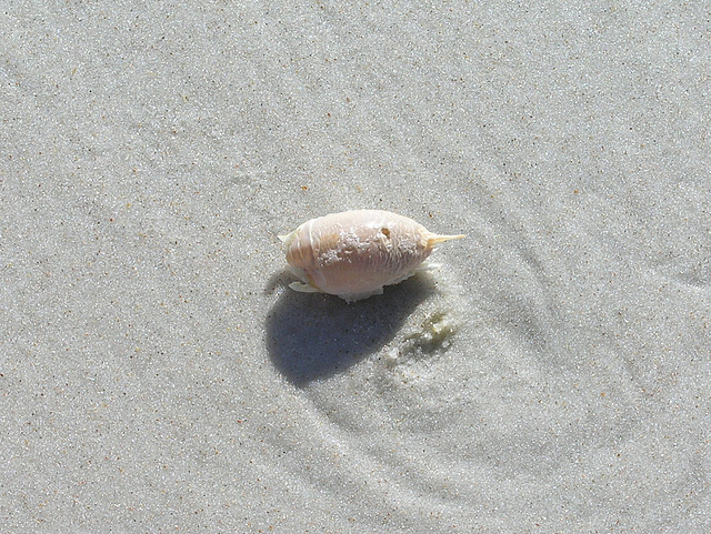 Sand Fleas!