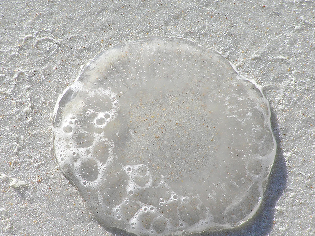 Jellyfish