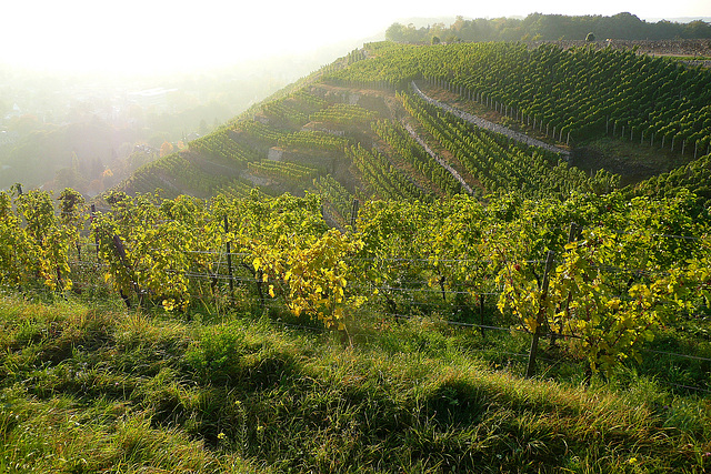 Weinberg in Radebeul bei Dresden