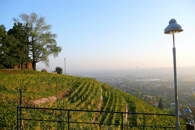 Weinberg in Radebeul bei Dresden