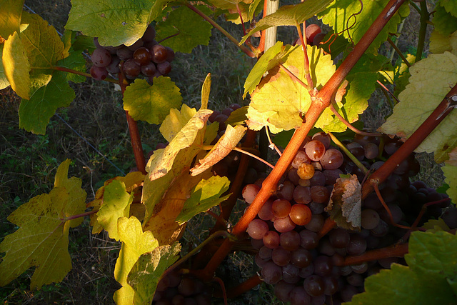 Weinberg in Radebeul bei Dresden