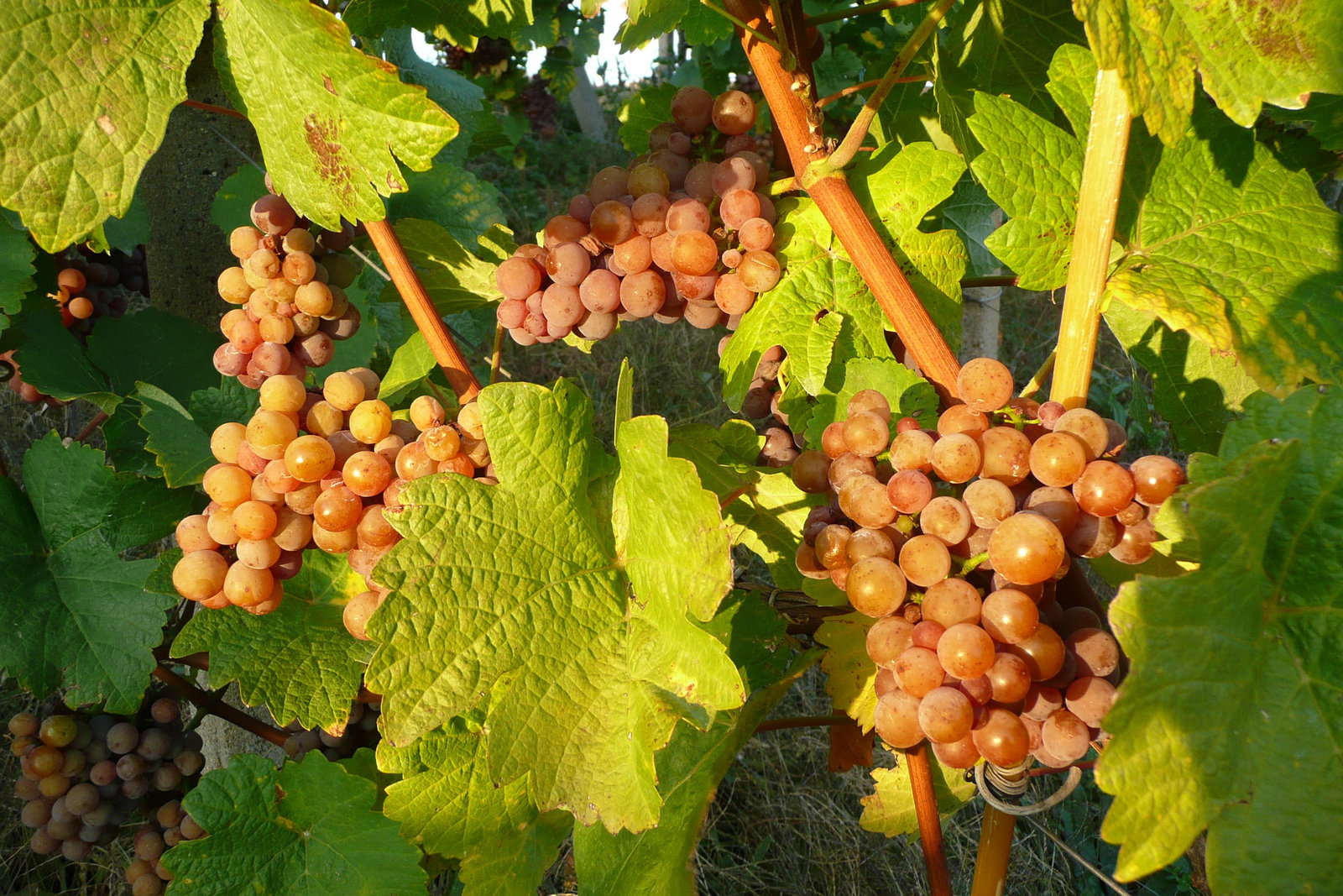 Weinberg in Radebeul bei Dresden