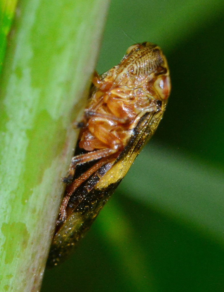 Common Froghopper, Philaenus spumarius