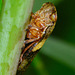 Common Froghopper, Philaenus spumarius