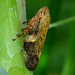 Common Froghopper, Philaenus spumarius