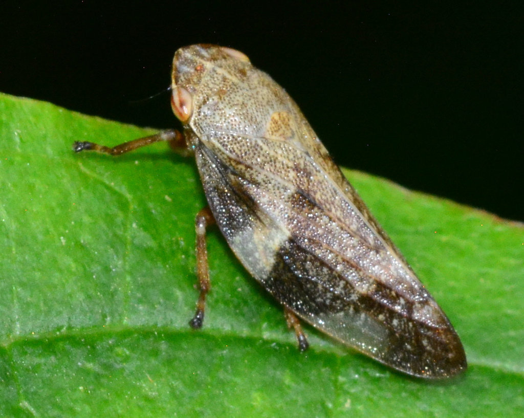 Alder Spittle Bug, Aphrophora alni