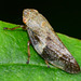 Alder Spittle Bug, Aphrophora alni