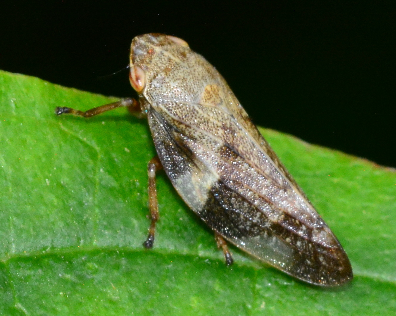 Alder Spittle Bug, Aphrophora alni