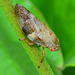 Alder Spittle Bug, Aphrophora alni