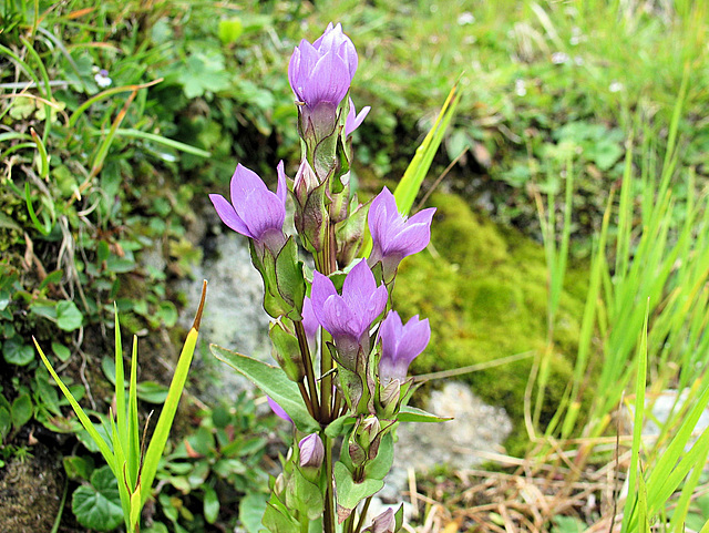 Rau-Kranzenzian / Gentianella aspera