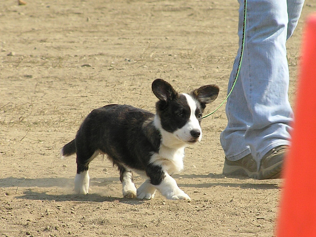 Cutest darn pup...