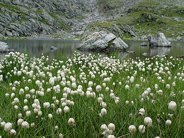 Wollgras  am Furgler See/Serfaus