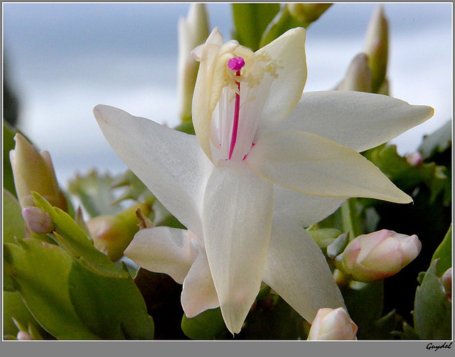 Cactus de Noël ( ou Zygocactus )