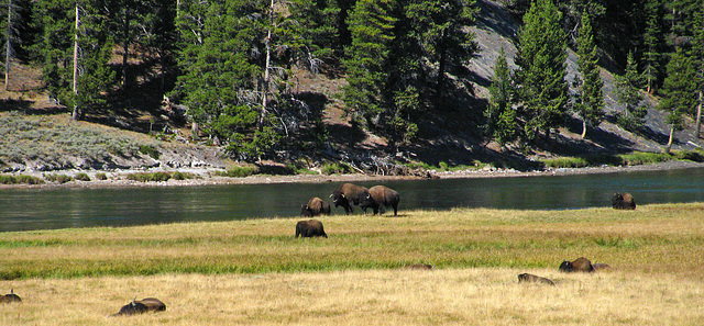 Bison in Hayden Valley (1646)