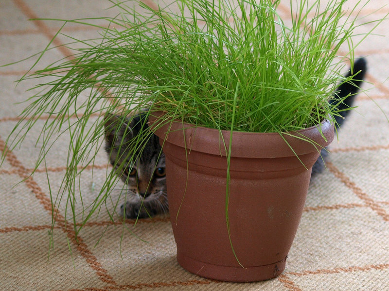 tiger in the grass