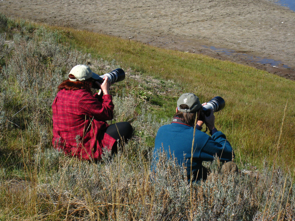 Photographing Bison in Hayden Valley (4156)