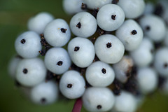 Weißer Hartriegel (Cornus alba)