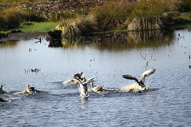 20091008 1016Tw [D~MI] Graugänse (Anser anser), Großes Torfmoor, Hille