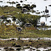 20091008 1017Tw [D~MI] Graugänse (Anser anser), Großes Torfmoor, Hille