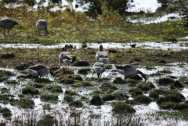 20091008 1019Tw [D~MI] Graugänse (Anser anser), Großes Torfmoor, Hille