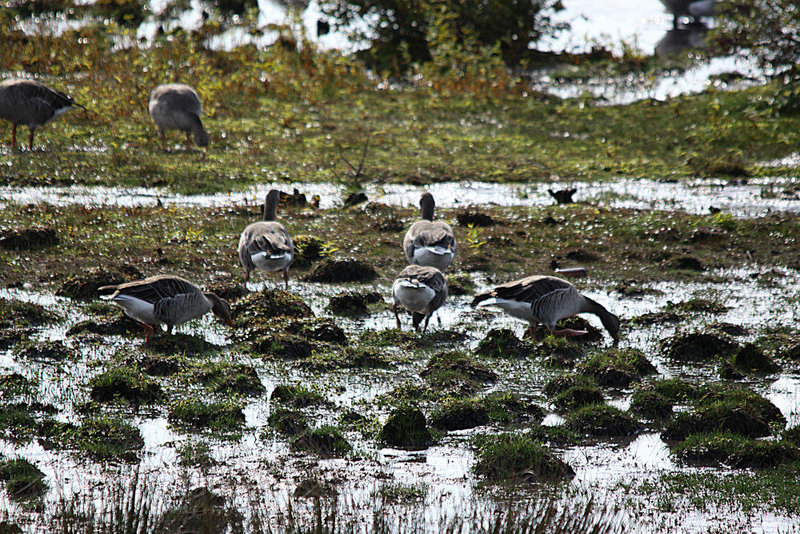 20091008 1020Tw [D~MI] Graugänse (Anser anser), Großes Torfmoor, Hille