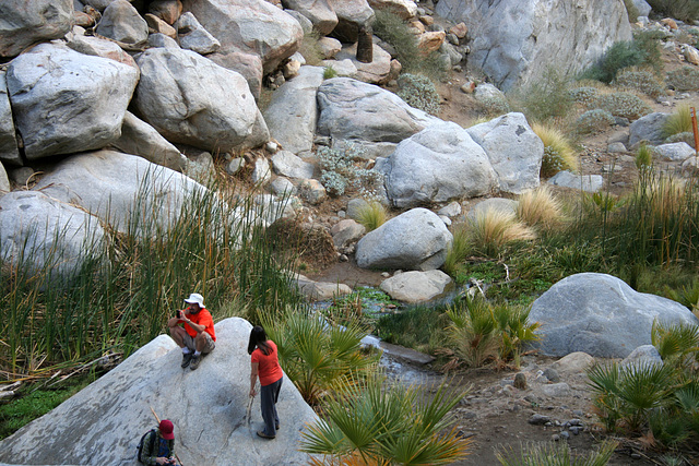 Borrego Palm Canyon (3355)