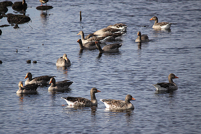 20091008 1022Tw [D~MI] Graugänse (Anser anser), Großes Torfmoor, Hille