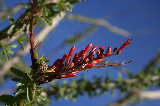 Ocotillo Bloom (3388)