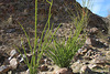 Ocotillo in Borrego Palm Canyon (3385)