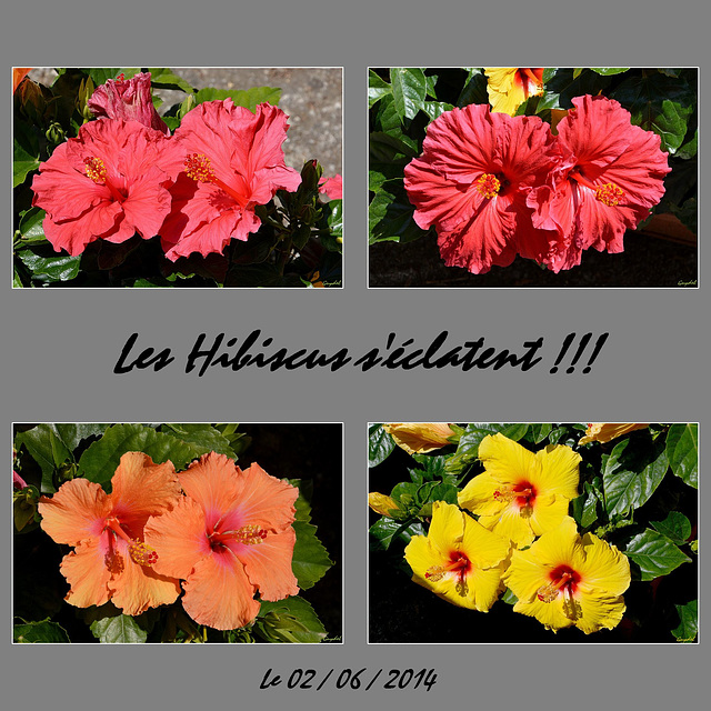 Hibiscus !!!