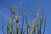 Ocotillo in Borrego Palm Canyon (3402)