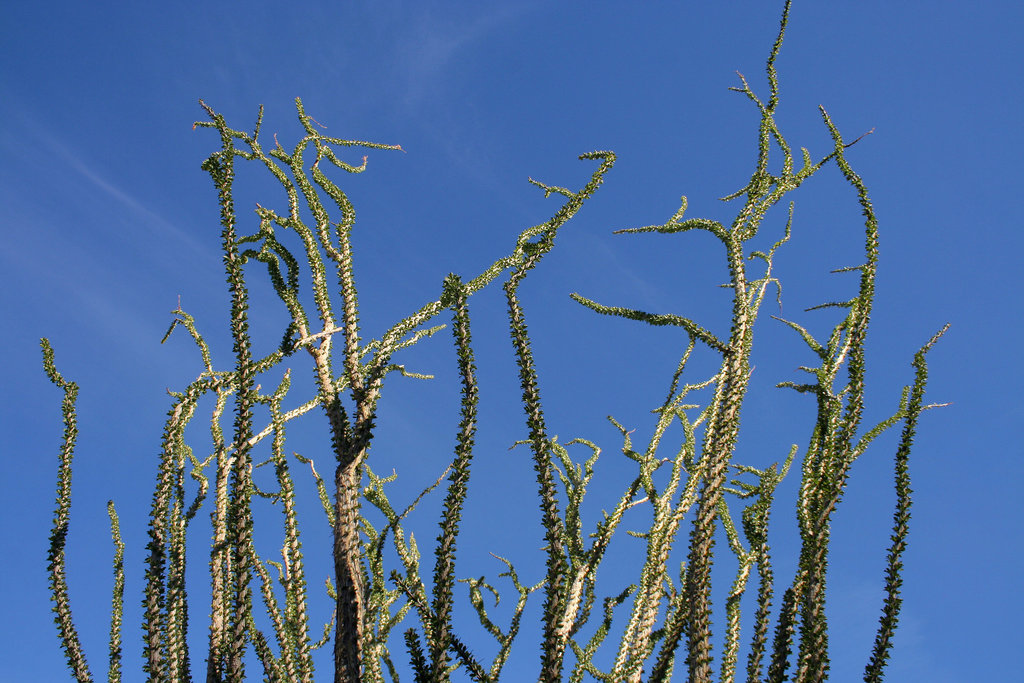 Ocotillo in Borrego Palm Canyon (3402)