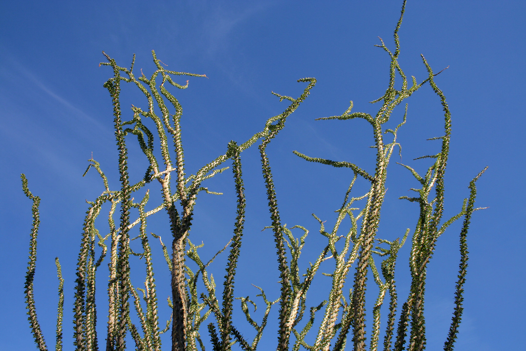 Ocotillo in Borrego Palm Canyon (3402)