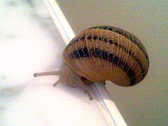 Caracol despistado.