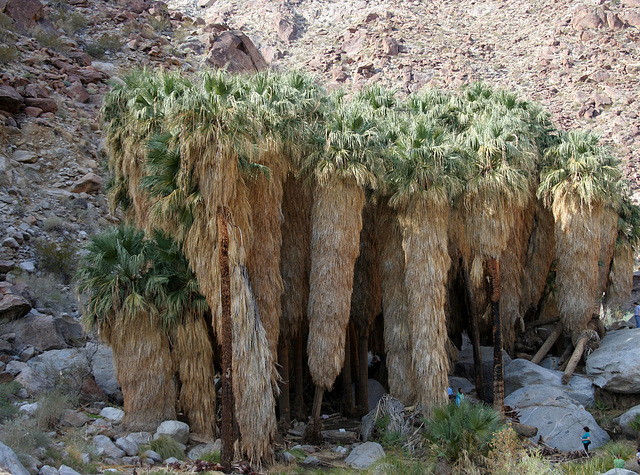 Borrego Palm Canyon Oasis (3318)