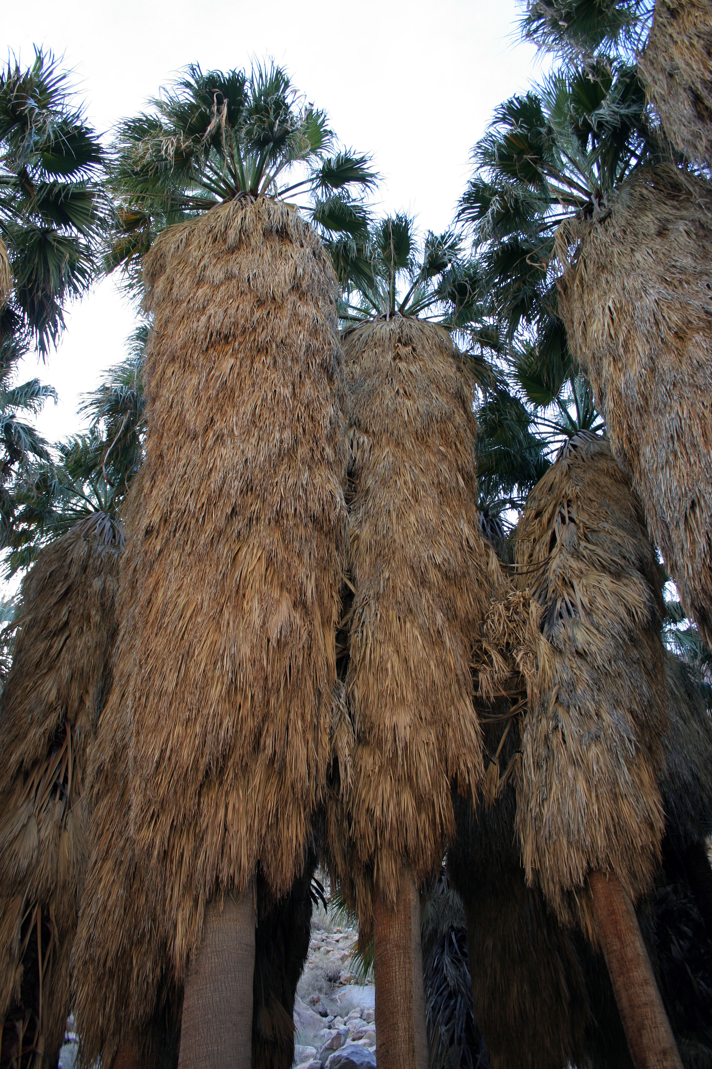 Borrego Palm Canyon Oasis (3322)