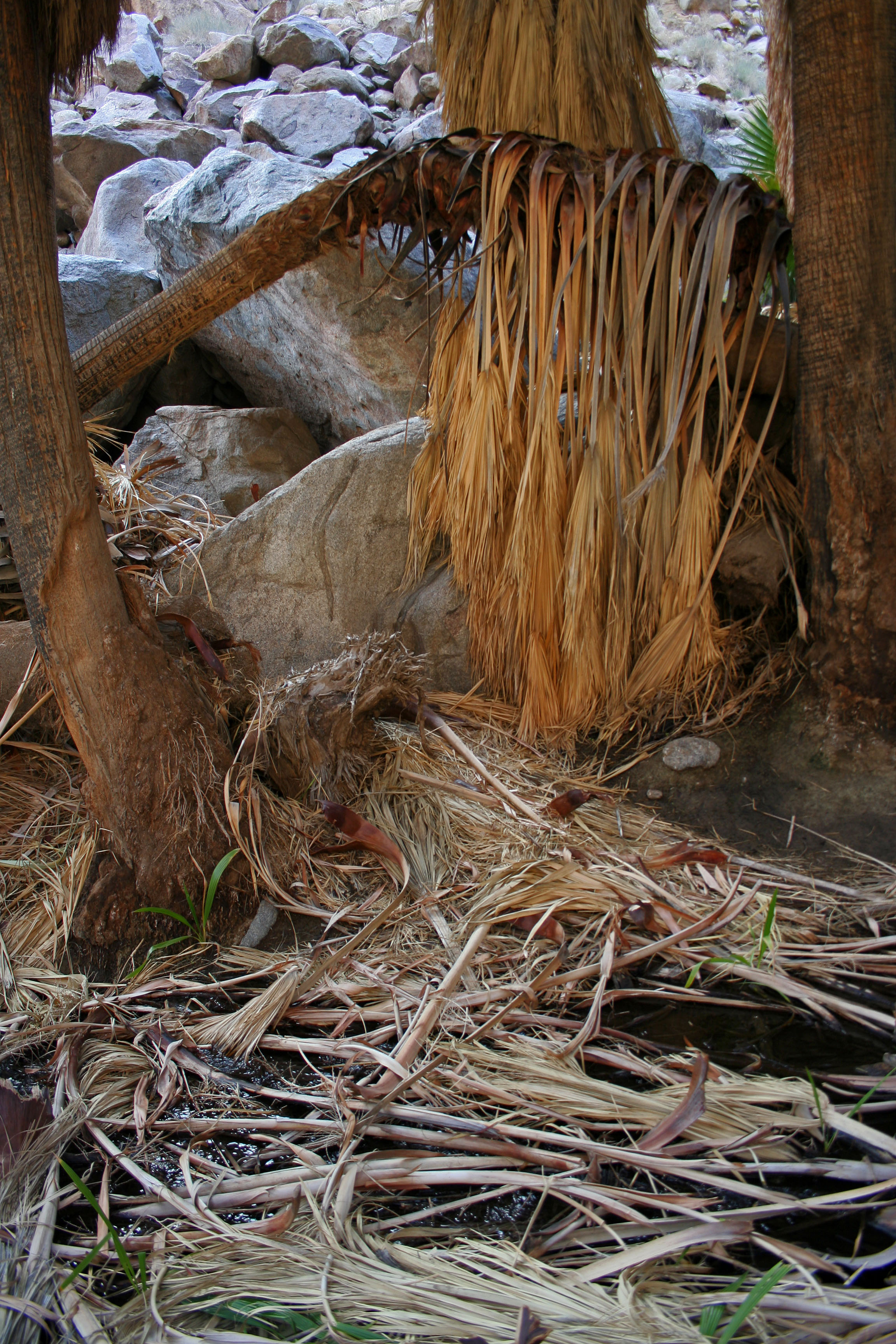 Borrego Palm Canyon Oasis (3329)