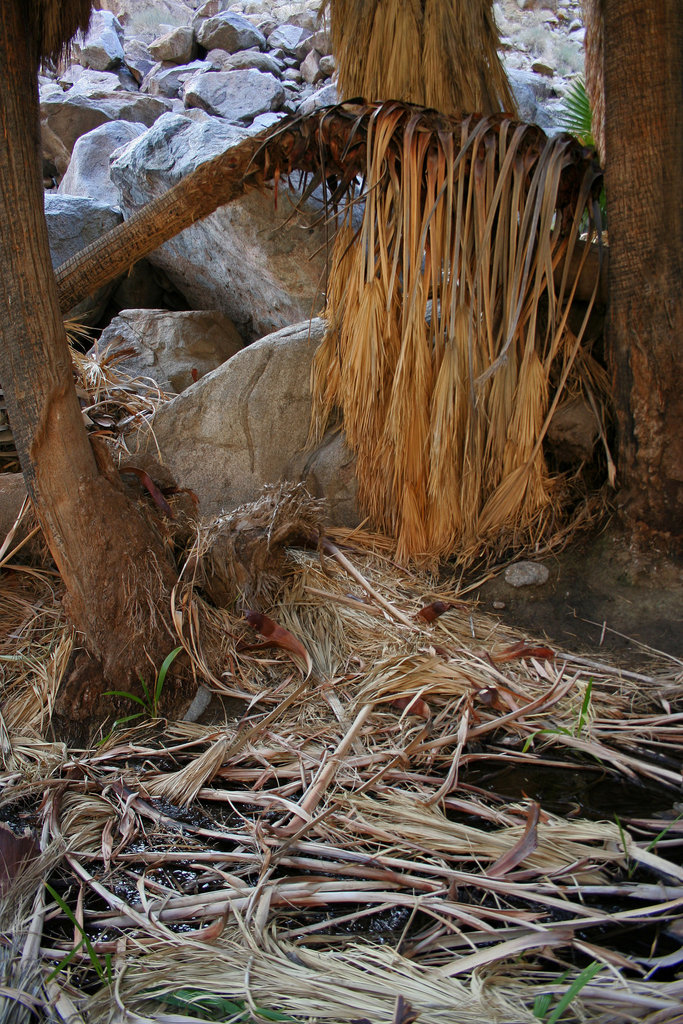 Borrego Palm Canyon Oasis (3329)