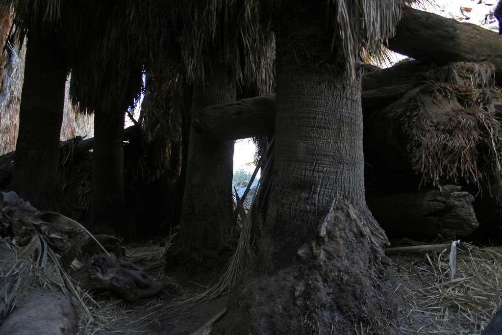 Borrego Palm Canyon Oasis (3331)