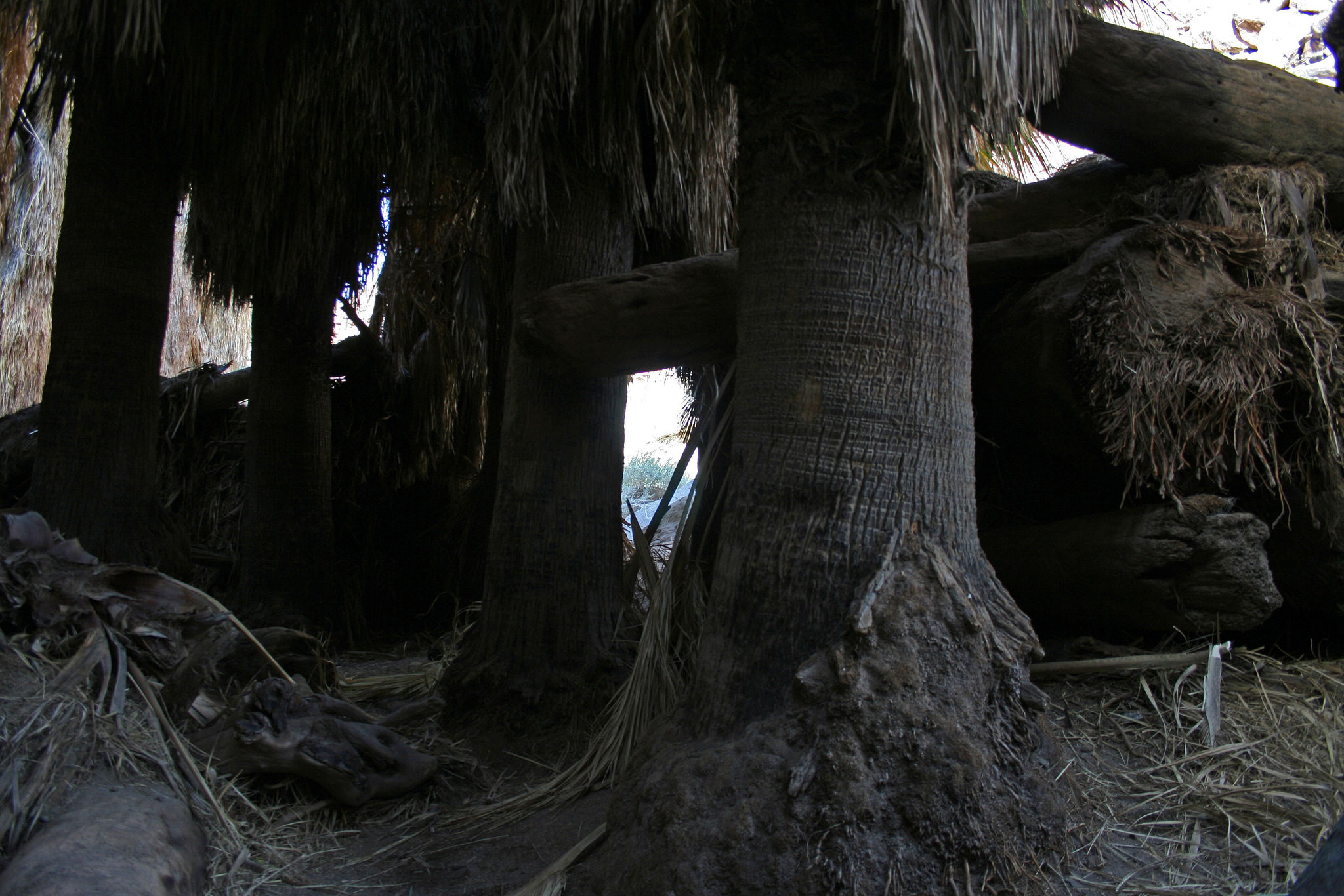 Borrego Palm Canyon Oasis (3331)