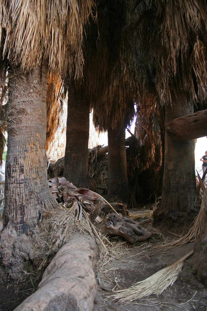 Borrego Palm Canyon Oasis (3332)