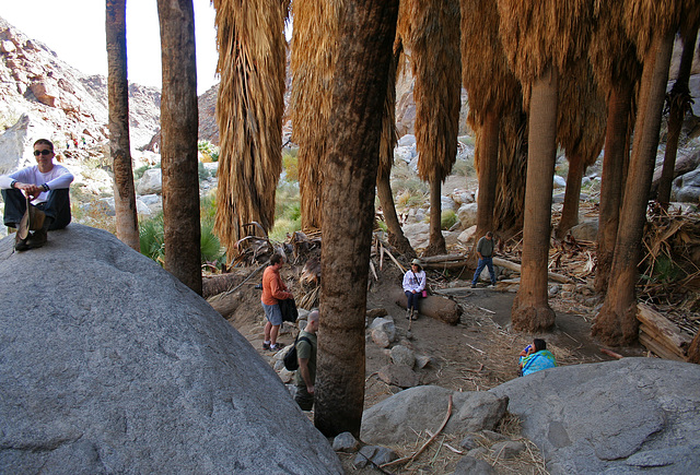 Borrego Palm Canyon Oasis (3334)