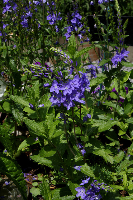 Le Jardin mis en boite -Veronica austriaca 2