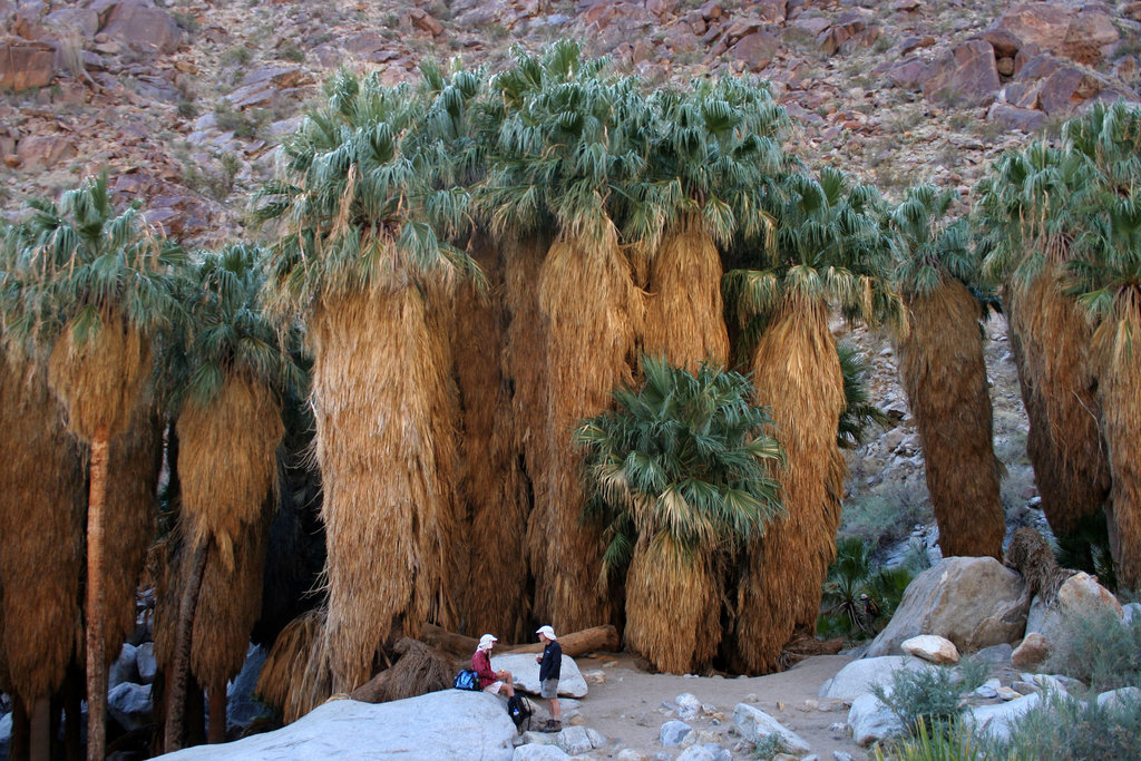 Borrego Palm Canyon Oasis (3348)