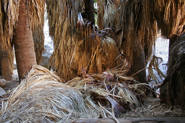 Borrego Palm Canyon Oasis (3367)